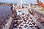 The NNZ journey 1970 - 1980