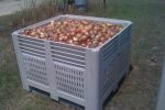 onions plastic bin