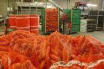 Carrots 01501 Net Bag Knitted NNZ